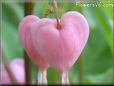 心臓の花 花 写真
