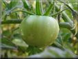 green tomato