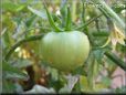 green tomato