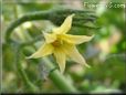 tomato blossom flower