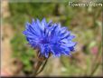 blue bachelor button flower