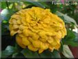yellow zinnia flower