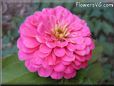  zinnia flower pictures