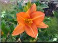 orange lily flower