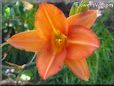 orange lily flower