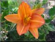 orange lily flower