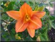 orange lily flower