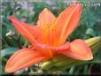 orange lily flower