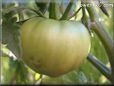 green tomato