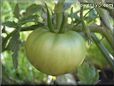 green tomato