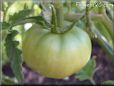 green tomato