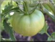 green tomato