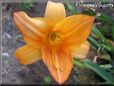 orange lily flower