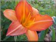 orange lily flower