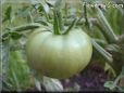 green tomato