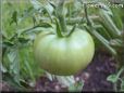 green tomato