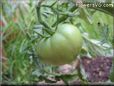 green tomato