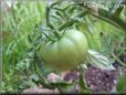 green tomato