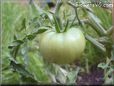 green tomato