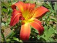 red yellow lily flower