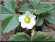 strawberry blossom