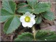 strawberry blossom