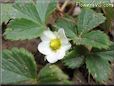 strawberry blossom