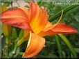 red orange lily flower