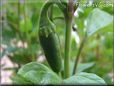 hot jalapeno pepper