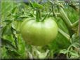 green tomato