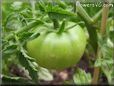 green tomato