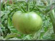 green tomato