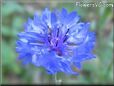 blue bachelor flower pictures