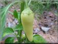 yellow pepper