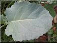 broccoli leaf