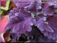 purple coleus