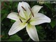 white lily flower