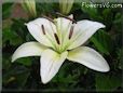 white lily flower