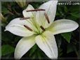 white lily flower