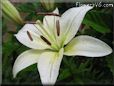 white lily flower