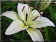 lily flower picture