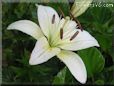 white lily flower