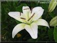 white lily flower