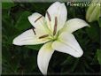 white lily flower