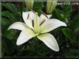 white lily flower