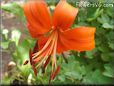 orange lily flower