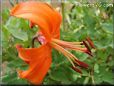 orange lily flower