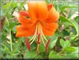 orange lily flower