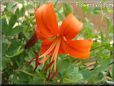 orange lily flower