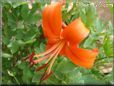 orange lily flower